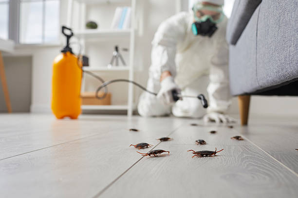 Commercial Kitchen Cockroach Control in Columbine Valley